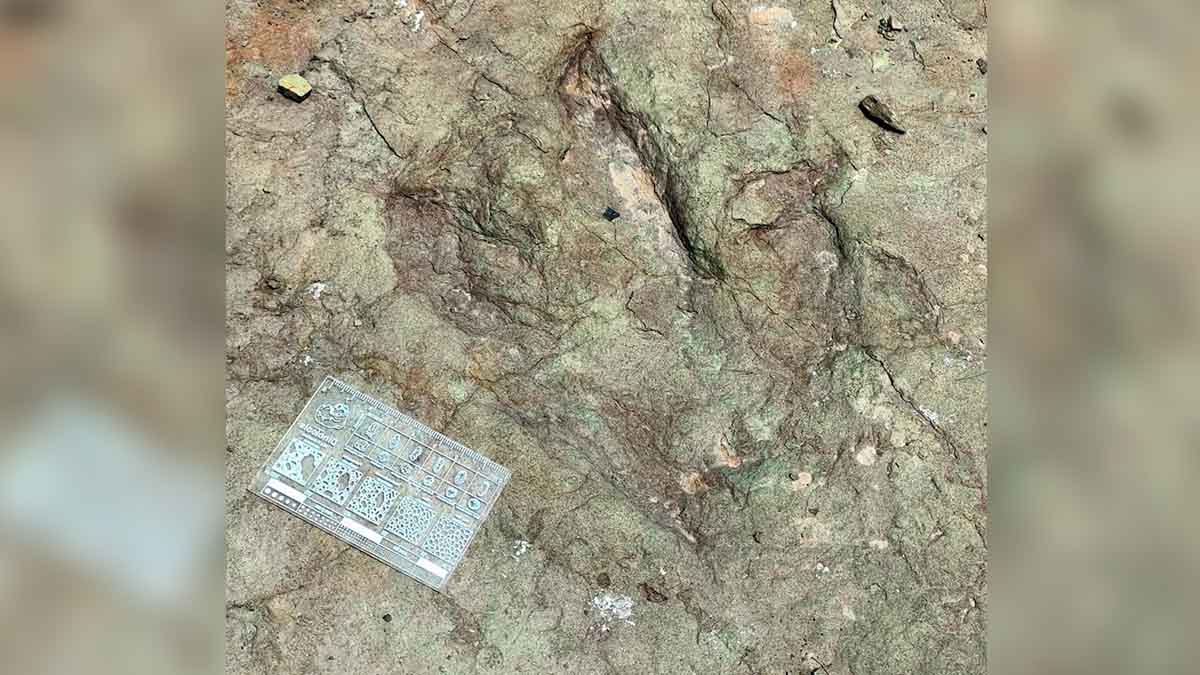 Huellas de dinosaurios de 120 millones de años en la Biósfera