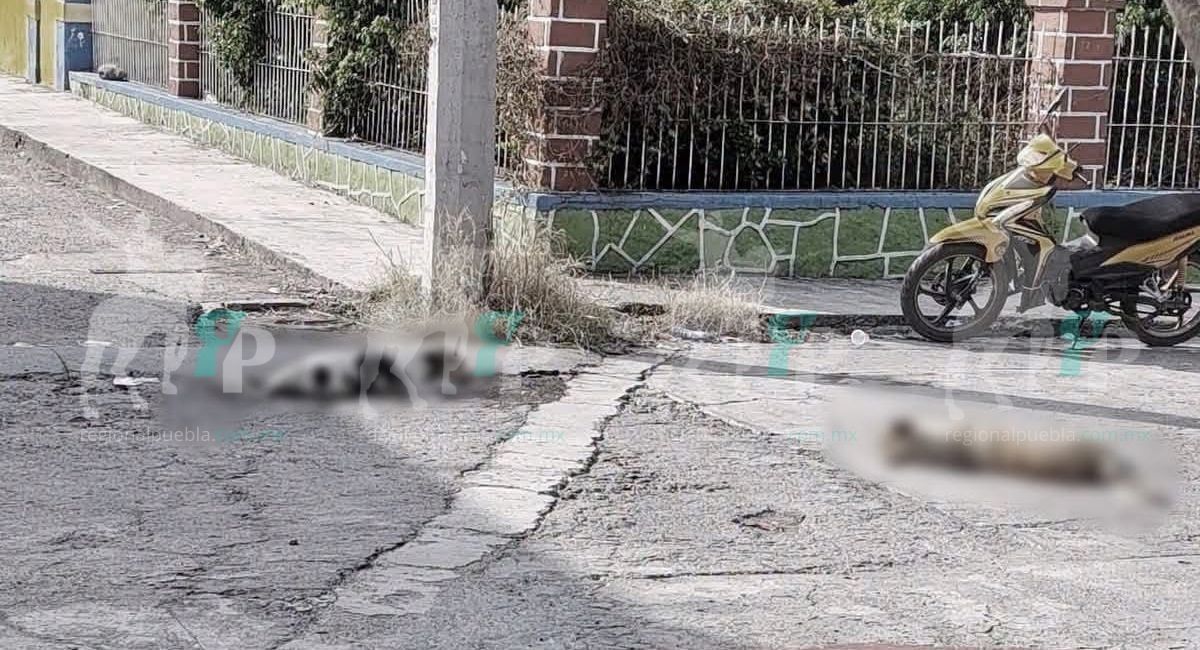 Envenenamiento perros Ahuehuetzingo, Chietla